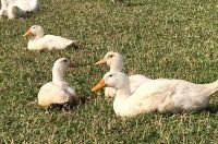 enten2 enten2