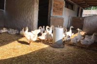 enten3 enten3