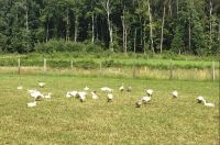 enten4 enten4