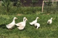 enten5 enten5