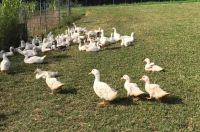 enten6 enten6