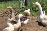 enten8 enten8